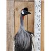 Image 3 : African Crowned Crane Full Body Bird Taxidermy