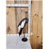 Image 4 : African Crowned Crane Full Body Bird Taxidermy