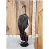 Image 5 : African Crowned Crane Full Body Bird Taxidermy