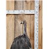 Image 6 : African Crowned Crane Full Body Bird Taxidermy