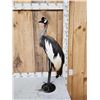 Image 7 : African Crowned Crane Full Body Bird Taxidermy