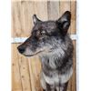 Image 2 : Big Alaskan Wolf Full Body Taxidermy Mount