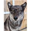 Image 3 : Big Alaskan Wolf Full Body Taxidermy Mount