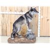 Image 4 : Big Alaskan Wolf Full Body Taxidermy Mount