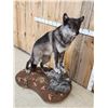 Image 5 : Big Alaskan Wolf Full Body Taxidermy Mount