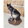 Image 6 : Big Alaskan Wolf Full Body Taxidermy Mount