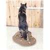 Image 7 : Big Alaskan Wolf Full Body Taxidermy Mount