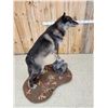 Image 8 : Big Alaskan Wolf Full Body Taxidermy Mount