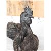 Image 3 : Ayam Cemani Rooster Full Body Chicken Bird Taxidermy