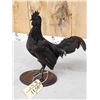 Image 5 : Ayam Cemani Rooster Full Body Chicken Bird Taxidermy
