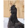 Image 6 : Ayam Cemani Rooster Full Body Chicken Bird Taxidermy
