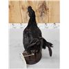 Image 7 : Ayam Cemani Rooster Full Body Chicken Bird Taxidermy