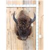 Image 1 : American Bison Buffalo Shoulder Mount Taxidermy