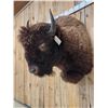 Image 3 : American Bison Buffalo Shoulder Mount Taxidermy