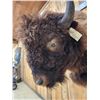 Image 4 : American Bison Buffalo Shoulder Mount Taxidermy