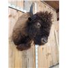 Image 5 : American Bison Buffalo Shoulder Mount Taxidermy