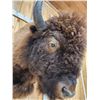 Image 6 : American Bison Buffalo Shoulder Mount Taxidermy