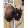 Image 7 : American Bison Buffalo Shoulder Mount Taxidermy
