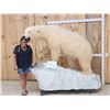 Image 1 : Spectacular Polar Bear Full Body Taxidermy Mount