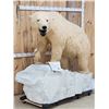 Image 2 : Spectacular Polar Bear Full Body Taxidermy Mount