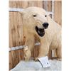 Image 3 : Spectacular Polar Bear Full Body Taxidermy Mount