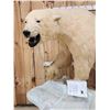 Image 4 : Spectacular Polar Bear Full Body Taxidermy Mount