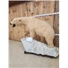 Image 5 : Spectacular Polar Bear Full Body Taxidermy Mount