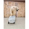 Image 6 : Spectacular Polar Bear Full Body Taxidermy Mount