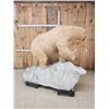 Image 9 : Spectacular Polar Bear Full Body Taxidermy Mount