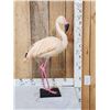 Image 2 : Chilean Flamingo Full Body Bird Taxidermy