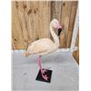 Image 3 : Chilean Flamingo Full Body Bird Taxidermy