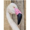 Image 4 : Chilean Flamingo Full Body Bird Taxidermy