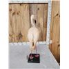 Image 5 : Chilean Flamingo Full Body Bird Taxidermy