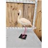 Image 6 : Chilean Flamingo Full Body Bird Taxidermy