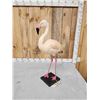 Image 7 : Chilean Flamingo Full Body Bird Taxidermy