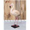 Image 8 : Chilean Flamingo Full Body Bird Taxidermy