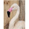Image 9 : Chilean Flamingo Full Body Bird Taxidermy