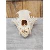 Image 1 : Russian Brown Bear Skull Taxidermy