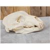 Image 2 : Russian Brown Bear Skull Taxidermy
