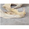 Image 5 : Russian Brown Bear Skull Taxidermy