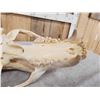 Image 6 : Russian Brown Bear Skull Taxidermy