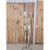 Image 1 : Medical Grade Reproduction Articulated Human Skelton