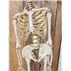 Image 3 : Medical Grade Reproduction Articulated Human Skelton