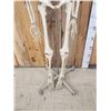 Image 4 : Medical Grade Reproduction Articulated Human Skelton