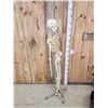 Image 5 : Medical Grade Reproduction Articulated Human Skelton