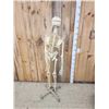 Image 6 : Medical Grade Reproduction Articulated Human Skelton