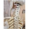 Image 7 : Medical Grade Reproduction Articulated Human Skelton