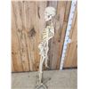 Image 8 : Medical Grade Reproduction Articulated Human Skelton
