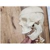 Image 9 : Medical Grade Reproduction Articulated Human Skelton