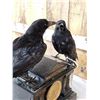 Image 8 : Pair Of European Carrion Crows On Antique Clock Bird Taxidermy